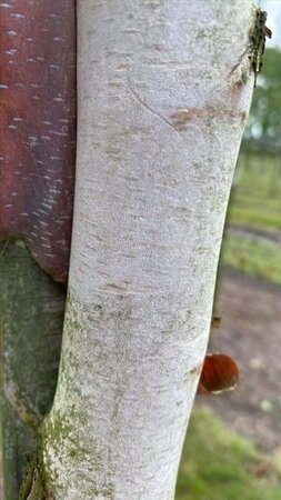 Betula nigra 12-14 Hoogstam draadkluit 2 X verplant - afbeelding 6