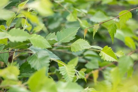 Betula nigra 18-20 cm draadkluit geveerd - afbeelding 1