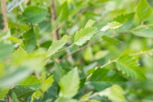 Betula nigra 18-20 cm draadkluit geveerd - afbeelding 2