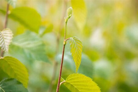 Betula nigra 18-20 cm draadkluit geveerd - afbeelding 3