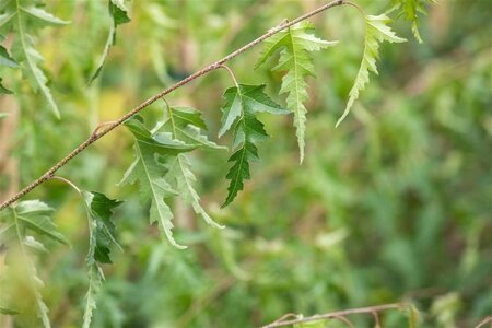 Betula p. 'Crispa' 10-12 Hoogstam cont. 40L 225 cm stam - afbeelding 1