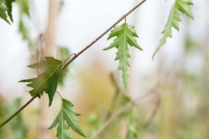 Betula p. 'Crispa' 10-12 Hoogstam cont. 40L 225 cm stam - afbeelding 2