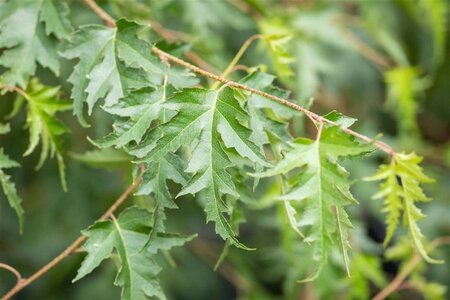 Betula p. 'Crispa' 10-12 Hoogstam cont. 40L 225 cm stam - afbeelding 3