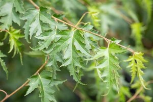 Betula p. 'Crispa' 10-12 Hoogstam cont. 40L 225 cm stam - afbeelding 3