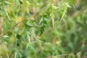 Betula p. 'Crispa' 8-10 Hoogstam cont. 50L - afbeelding 1