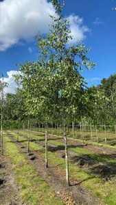 Betula pendula=verrucosa=alba 10-12 Hoogstam draadkluit - afbeelding 4