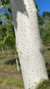 Betula pendula=verrucosa=alba 10-12 Hoogstam draadkluit - afbeelding 5