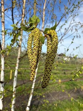 Betula pendula=verrucosa=alba 10-12 Hoogstam draadkluit - afbeelding 6