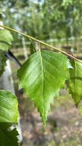 Betula pendula=verrucosa=alba 10-12 Hoogstam draadkluit - afbeelding 7