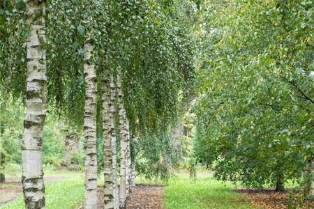 Betula pendula=verrucosa=alba 12-14 Hoogstam container - afbeelding 3