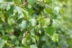 Betula pendula=verrucosa=alba 12-14 Hoogstam wortelgoed 2 X verplant - afbeelding 2