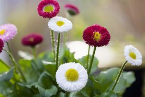 Bellis perennis geen maat specificatie 0,55L/P9cm - afbeelding 1