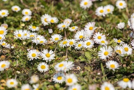 Bellis perennis geen maat specificatie 0,55L/P9cm - afbeelding 2