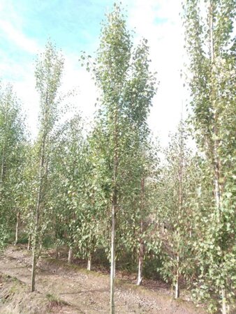 Betula p. 'Fastigiata' 12-14 cm wortelgoed geveerd 2 X verplant - afbeelding 2