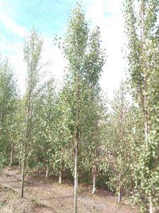 Betula p. 'Fastigiata' 12-14 cm wortelgoed geveerd 2 X verplant - afbeelding 2