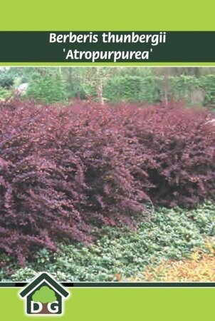 Berberis thunb. 'Atropurpurea' geen maat specificatie cont. 3,0L - afbeelding 1