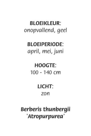 Berberis thunb. 'Atropurpurea' geen maat specificatie cont. 3,0L - afbeelding 2