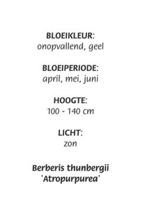 Berberis thunb. 'Atropurpurea' geen maat specificatie cont. 3,0L - afbeelding 2