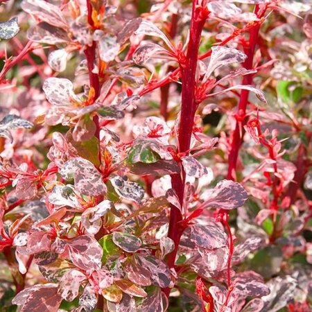 Berberis thunb. 'Harlequin' 20-25 cm cont. 2,0L - afbeelding 1