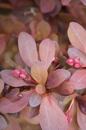 Berberis thunb. 'Rose Glow' 30-40 cm cont. 3,0L - afbeelding 1