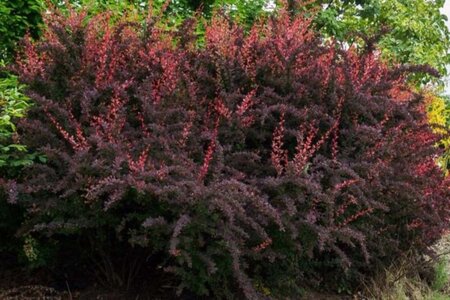 Berberis thunb. 'Rose Glow' 30-40 cm cont. 3,0L - afbeelding 2