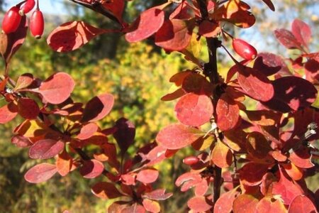 Berberis thunb. 'Rose Glow' 30-40 cm cont. 3,0L - afbeelding 3