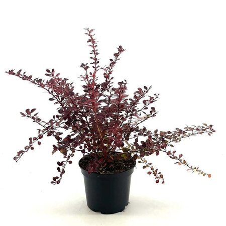 Berberis thunb. 'Rose Glow' 30-40 cm cont. 3,0L - afbeelding 6