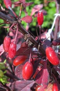 Berberis thunb. 'Rose Glow' 50-60 cm cont. 10L - afbeelding 4