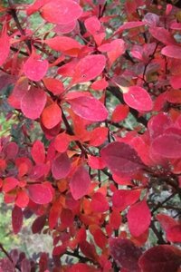 Berberis thunb. 'Rose Glow' 50-60 cm cont. 10L - afbeelding 5