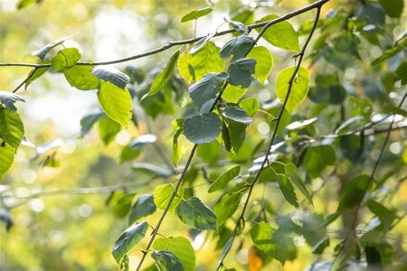 Betula utilis 'Doorenbos' 14-16 Hoogstam draadkluit 2 X verplant - afbeelding 1