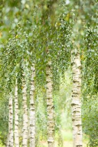 Betula utilis 'Doorenbos' 14-16 Hoogstam draadkluit 2 X verplant - afbeelding 3