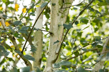 Betula utilis 'Doorenbos' 14-16 Hoogstam draadkluit 3 X verplant - afbeelding 2