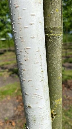 Betula utilis 'Doorenbos' 14-16 Hoogstam draadkluit 3 X verplant - afbeelding 5