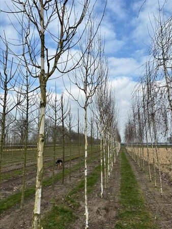 Betula utilis 'Doorenbos' 14-16 Hoogstam draadkluit 3 X verplant - afbeelding 6