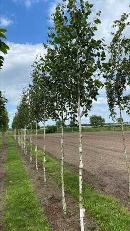 Betula utilis 'Doorenbos' 14-16 Hoogstam draadkluit 3 X verplant - afbeelding 7