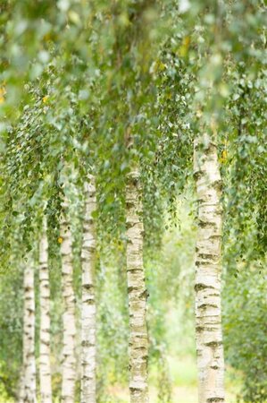 Betula utilis 'Doorenbos' 18-20 cm draadkluit geveerd - afbeelding 3