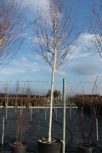 Betula utilis jacquemontii (= Doorenbos) 14-16 Hoogstam cont. 110L - afbeelding 4