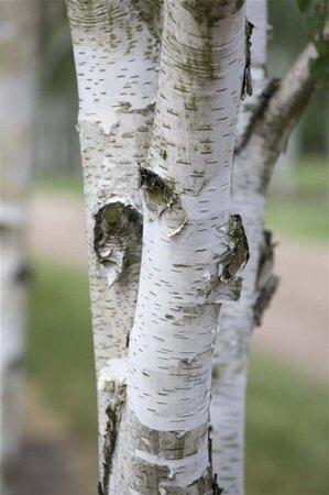 Betula utilis 10-12 cm draadkluit geveerd - afbeelding 1