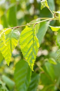 Betula utilis 10-12 cm draadkluit geveerd - afbeelding 2