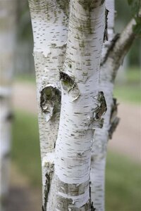 Betula utilis 125-150 cm wortelgoed geveerd - afbeelding 1