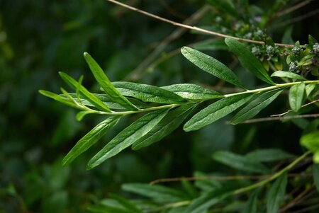 Buddleja alternifolia 175-200 cm container - afbeelding 3