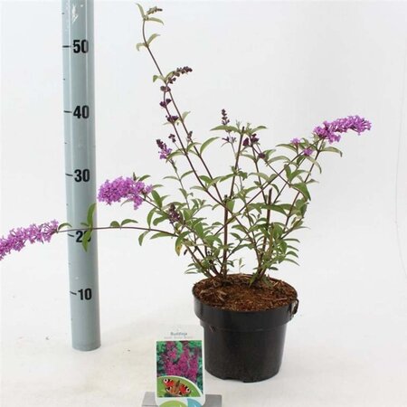 Buddleja d. 'Border Beauty' 30-40 cm cont. 2,0L - afbeelding 1