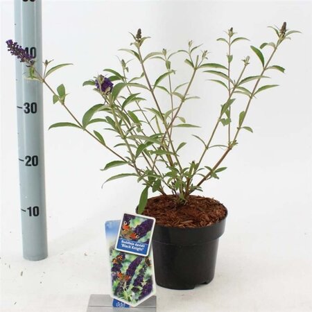 Buddleja d. 'Black Knight' 30-40 cm cont. 2,0L - afbeelding 1