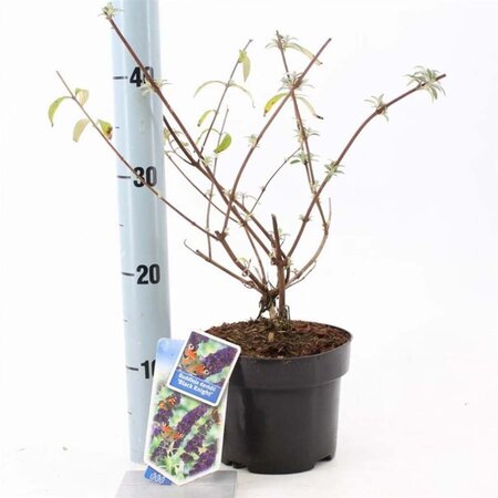 Buddleja d. 'Black Knight' 30-40 cm cont. 2,0L - afbeelding 2