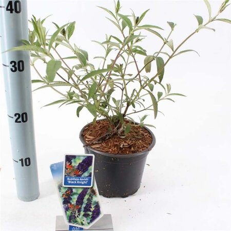 Buddleja d. 'Black Knight' 30-40 cm cont. 2,0L - afbeelding 3