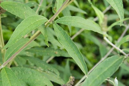 Buddleja d. 'Black Knight' 80-100 cm cont. 10L - afbeelding 1