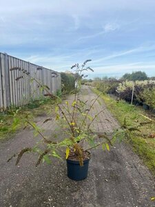 Buddleja d. 'Black Knight' 80-100 cm cont. 10L - afbeelding 3