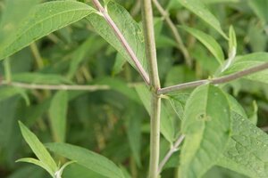 Buddleja d. 'Black Knight' 80-100 cm cont. 10L - afbeelding 9