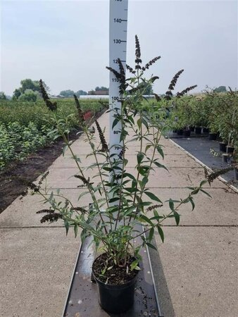 Buddleja d. 'Black Knight' 80-100 cm cont. 10L - afbeelding 10