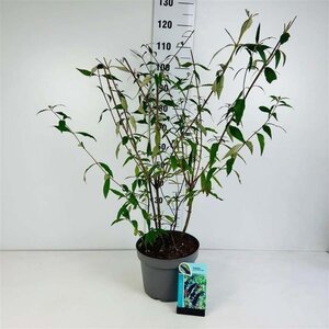 Buddleja d. 'Black Knight' 80-100 cm cont. 10L - afbeelding 2